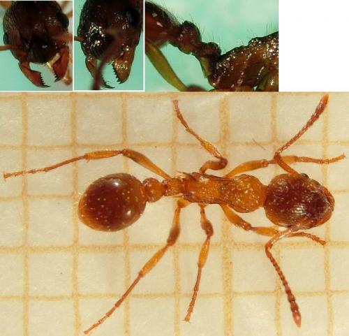 Réf. 180 054 : Myrmica rubra